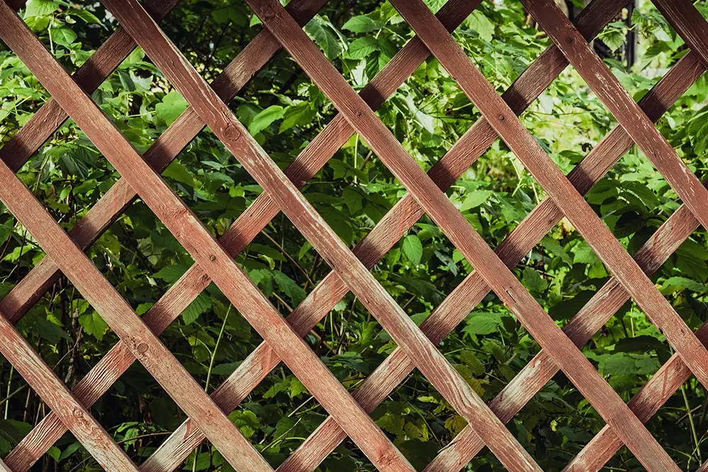 treillis-jardin